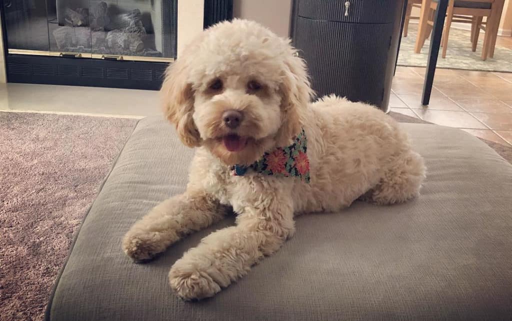 cockapoo and poodle mix