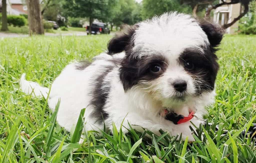 black pomapoo puppy