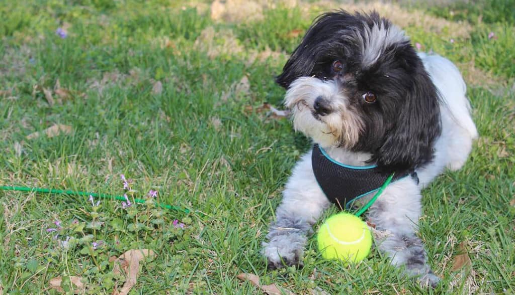 black pomadoodle puppy