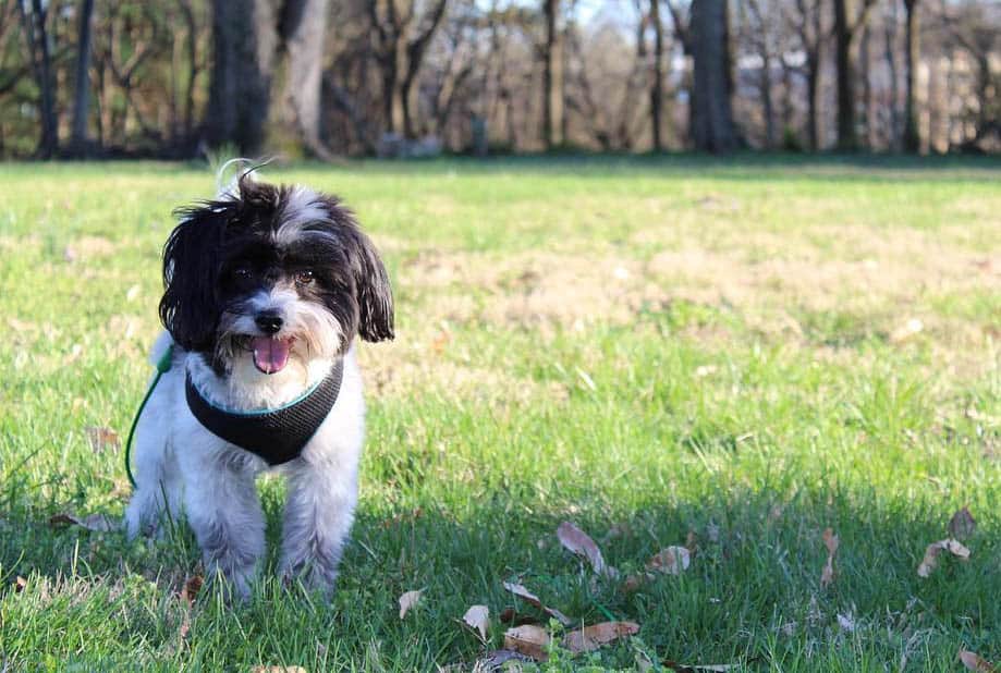 black pomapoo dog