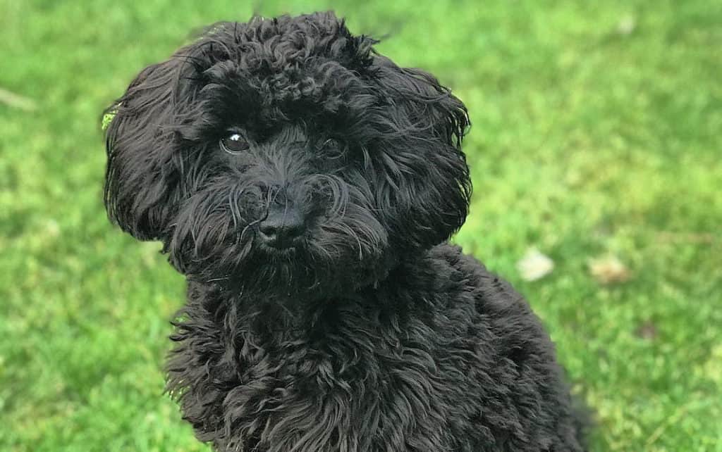 black schnoodle dog