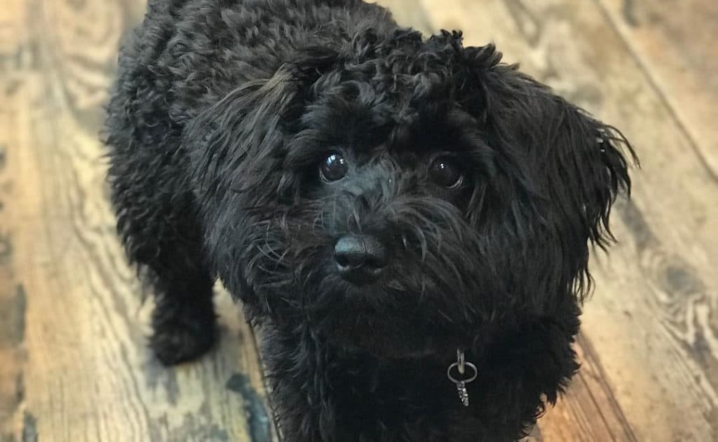 black schnoodle dog face