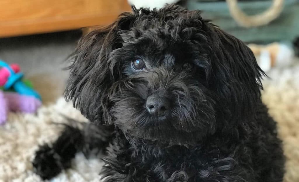 black schnoodle puppy