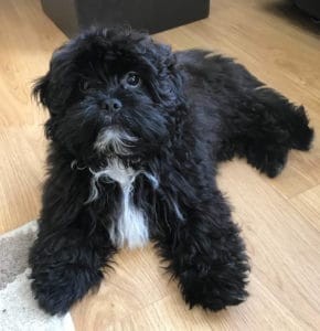 black shih poo poodle mix