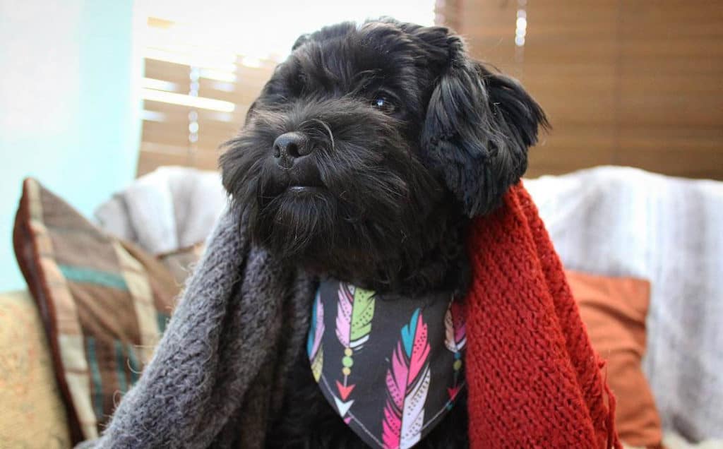 black shih poo dog