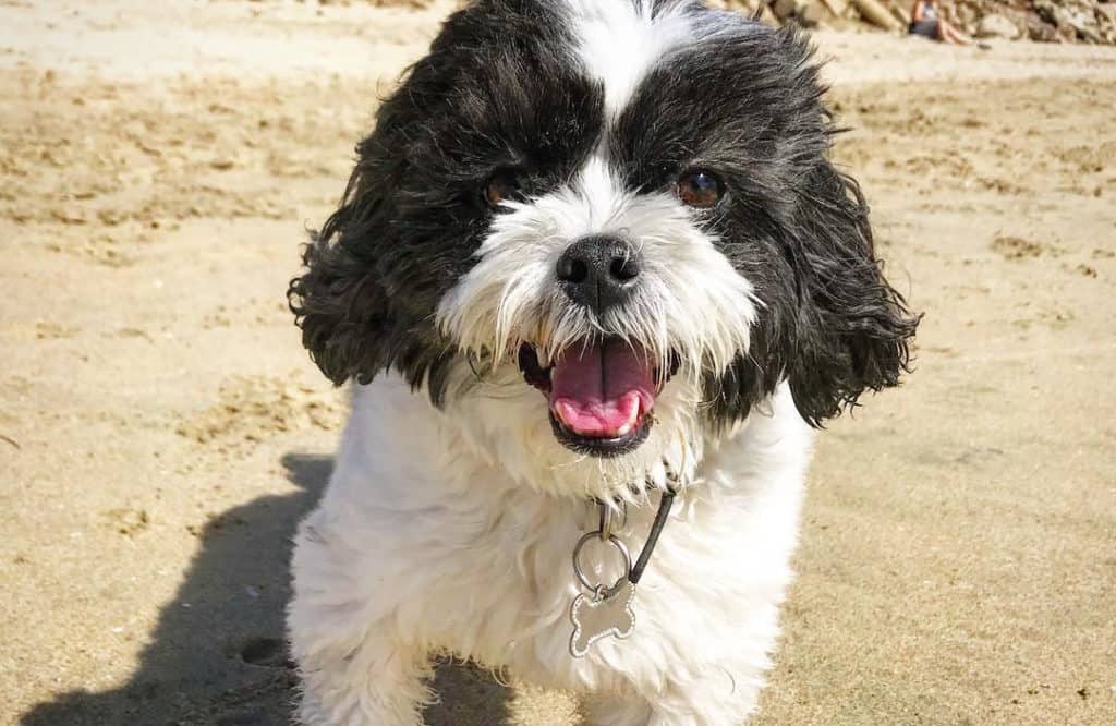 black white maltipoo dog