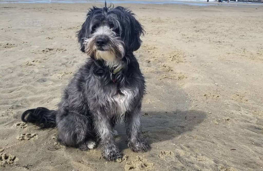 black white schnoodle puppy