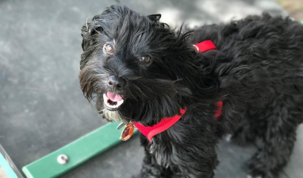 black yorkie poo dog