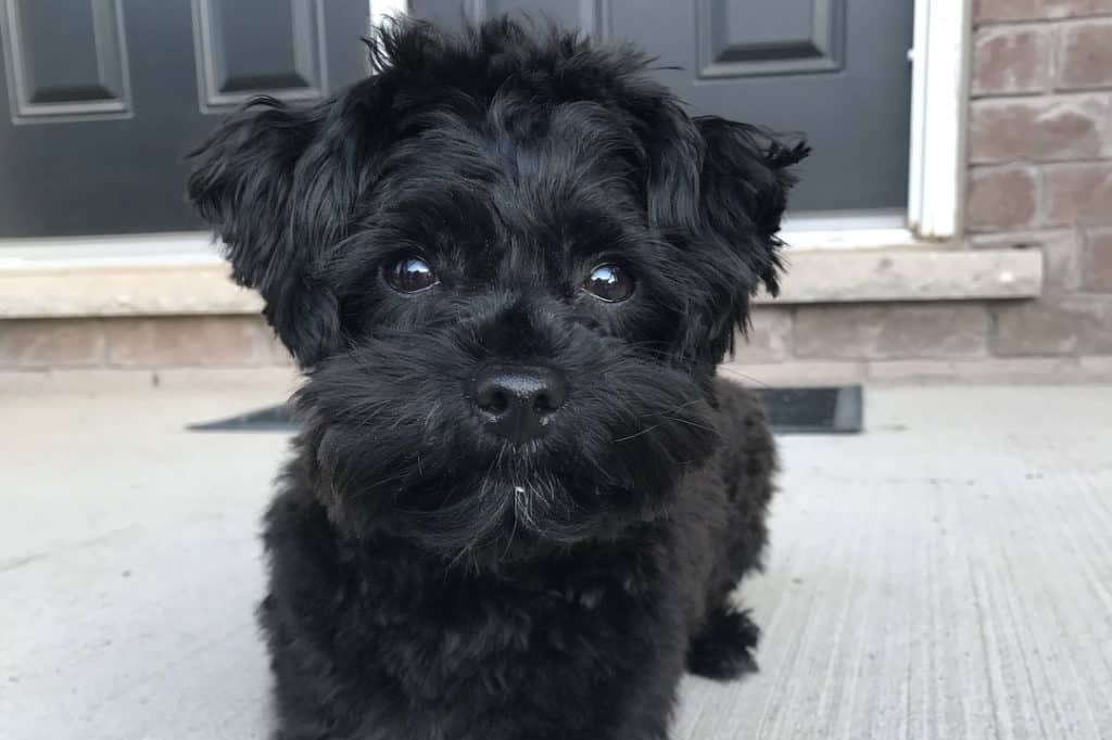 black yorkie poo puppy