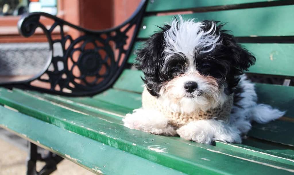 black yorkiepoo dog