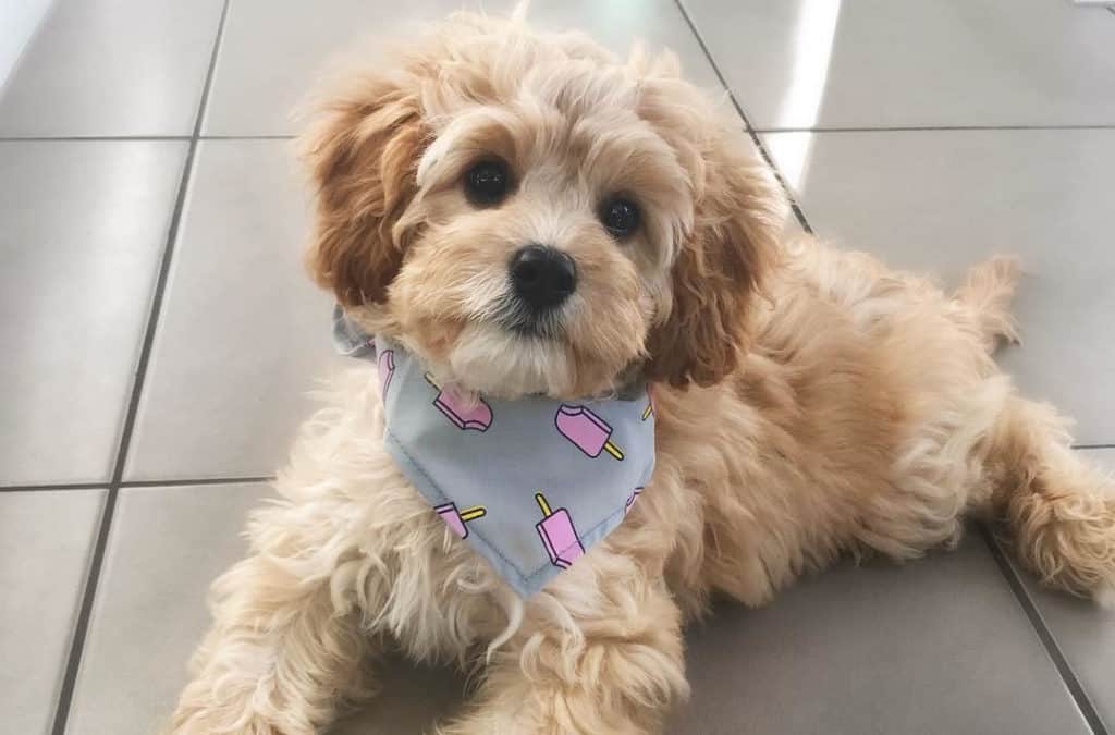 brown cavapoo dog