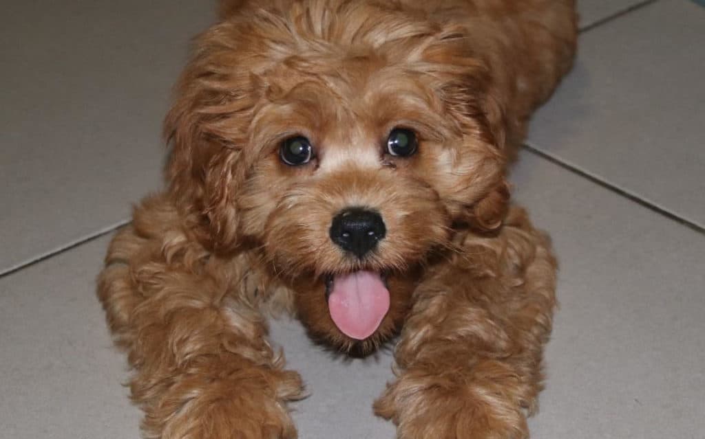 brown cavoodle dog