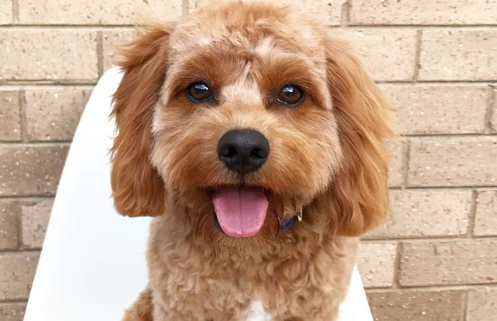 brown cavoodle puppy