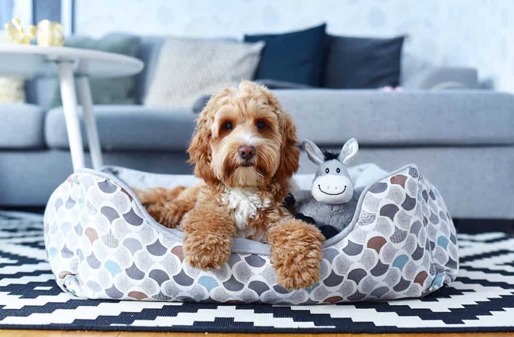 cockapoo poodle mixes dog