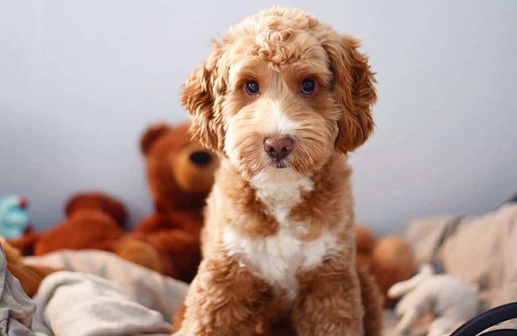 brown cockapoo dog