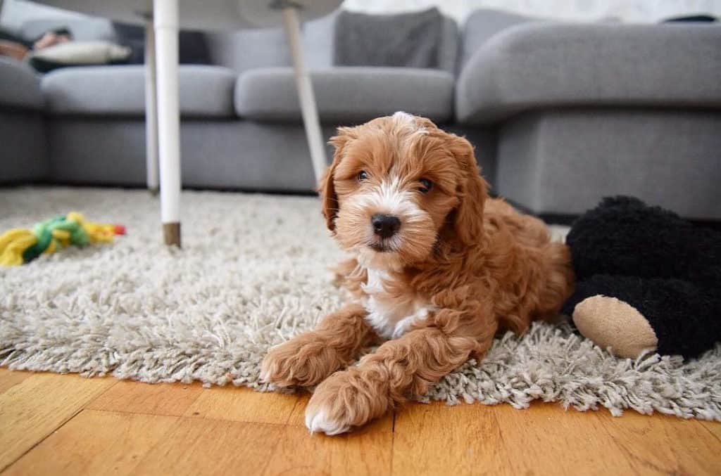 brown cockapoo dog poodle mix