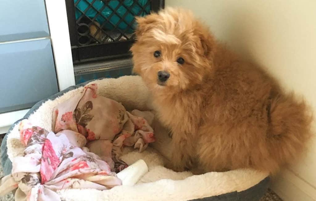 brown pomapoo puppy