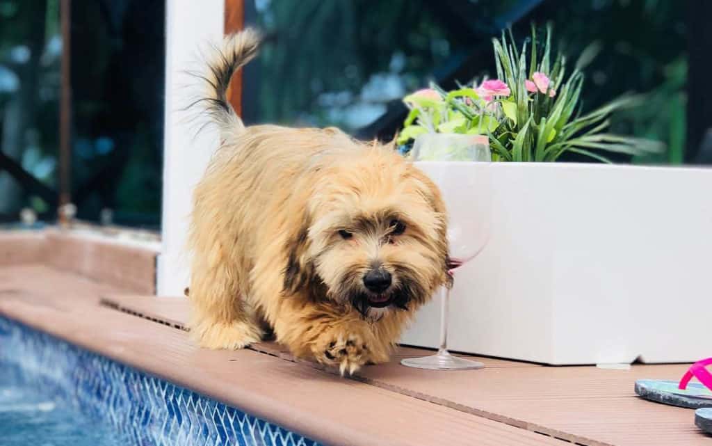 brown poodle shih tzu mix