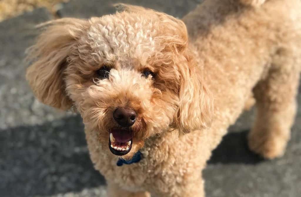 brown schnoodle dog