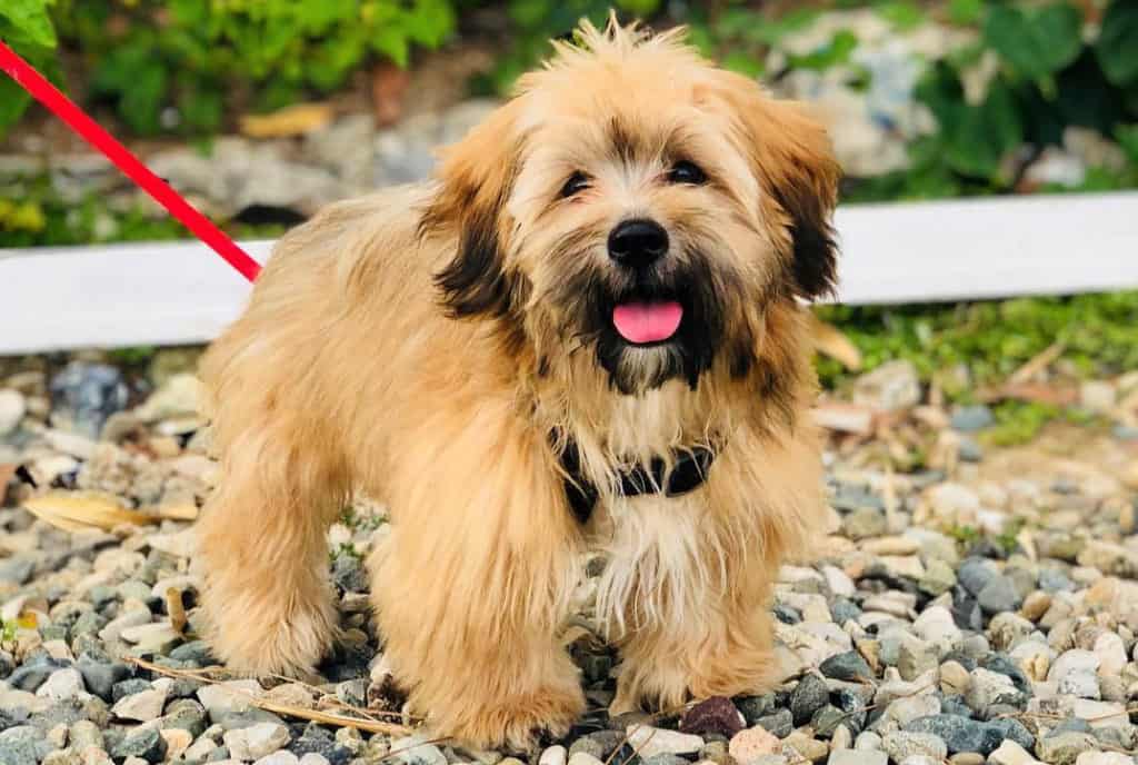 brown shihpoo dog smile