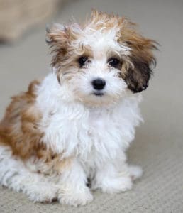 brown white shih poo puppy