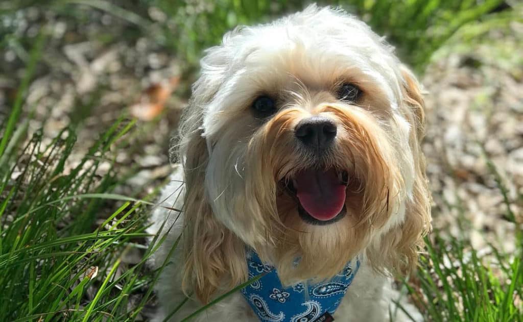 cavapoo poodle mix dog