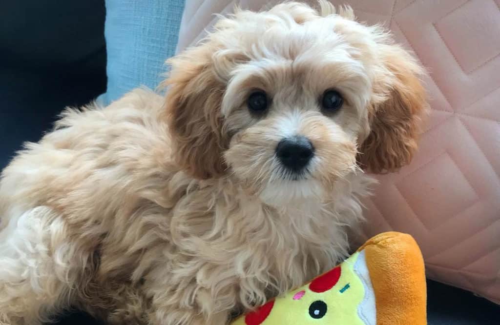 cavapoo puppies