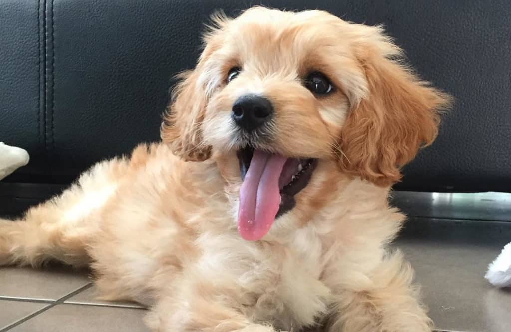 cavapoo puppy