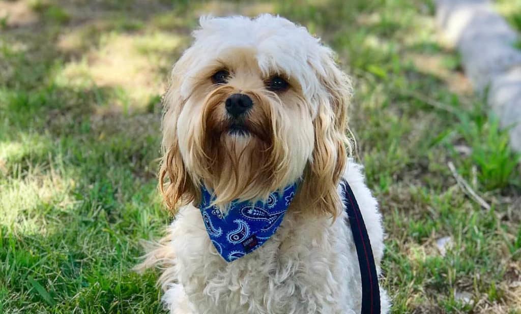 cavoodle dog poodle mix