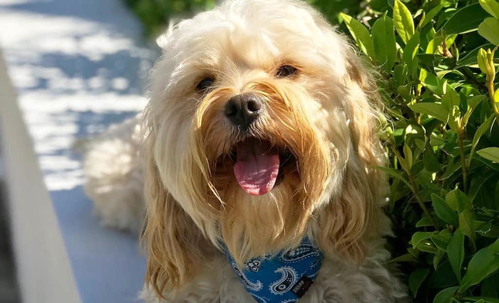 cavoodle dog smile