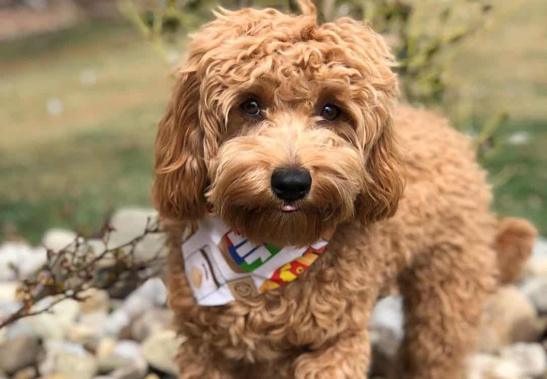 best dry food for cavoodles