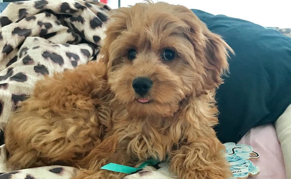 cavoodle puppy