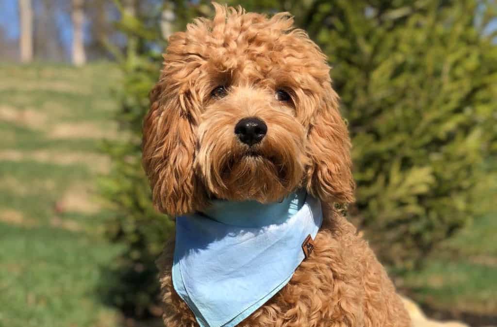 charles spaniel poodle mix puppies