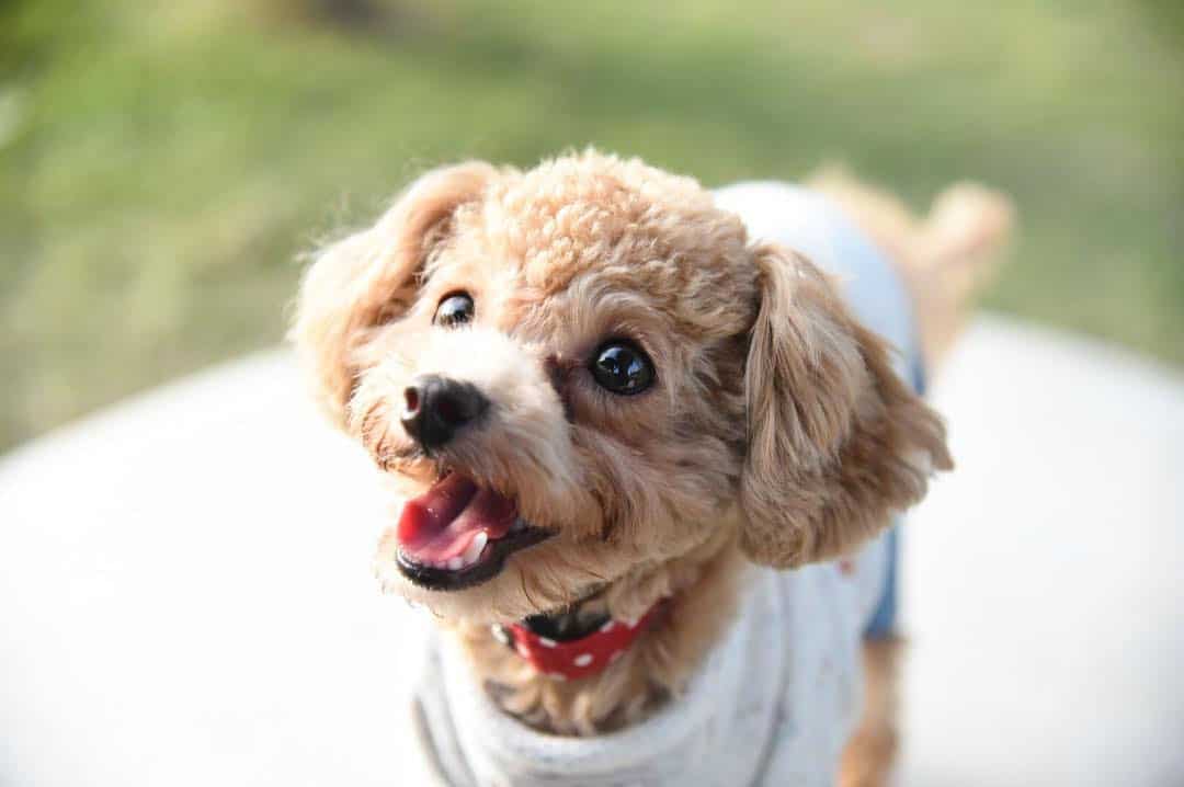 12 Amazing Things About Chipoo Dogs Chihuahua Poodle Mix