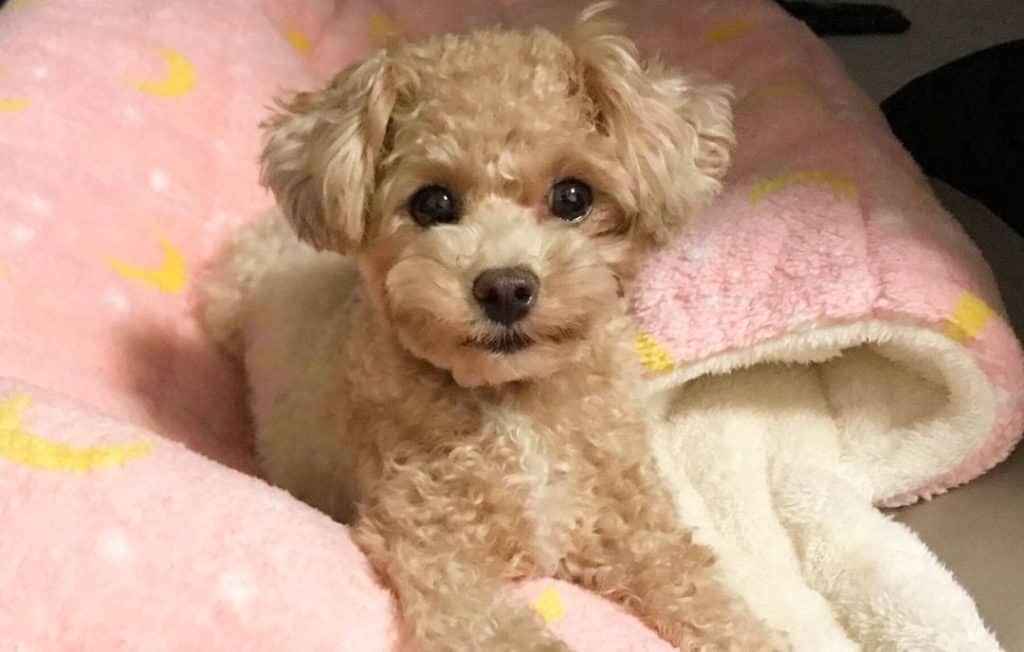 chipoodle puppy