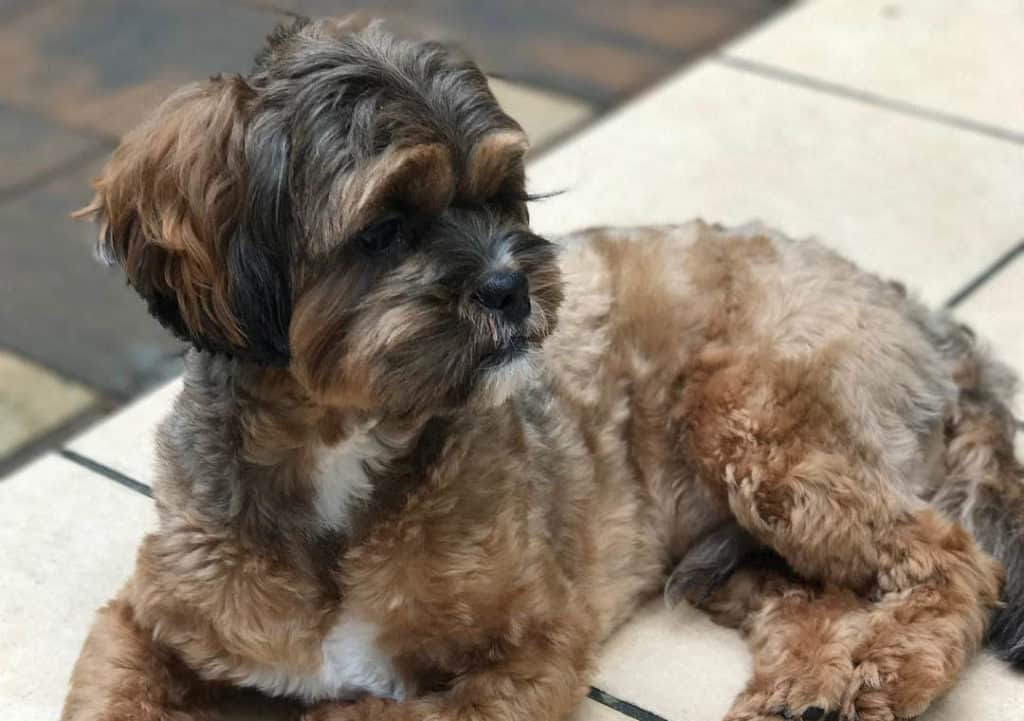 88+ Shih Tzu And Poodle Mix Dog