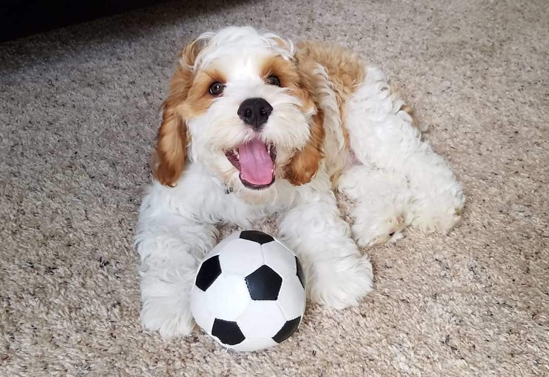 cockapoo dog cocker spaniel poodle mix