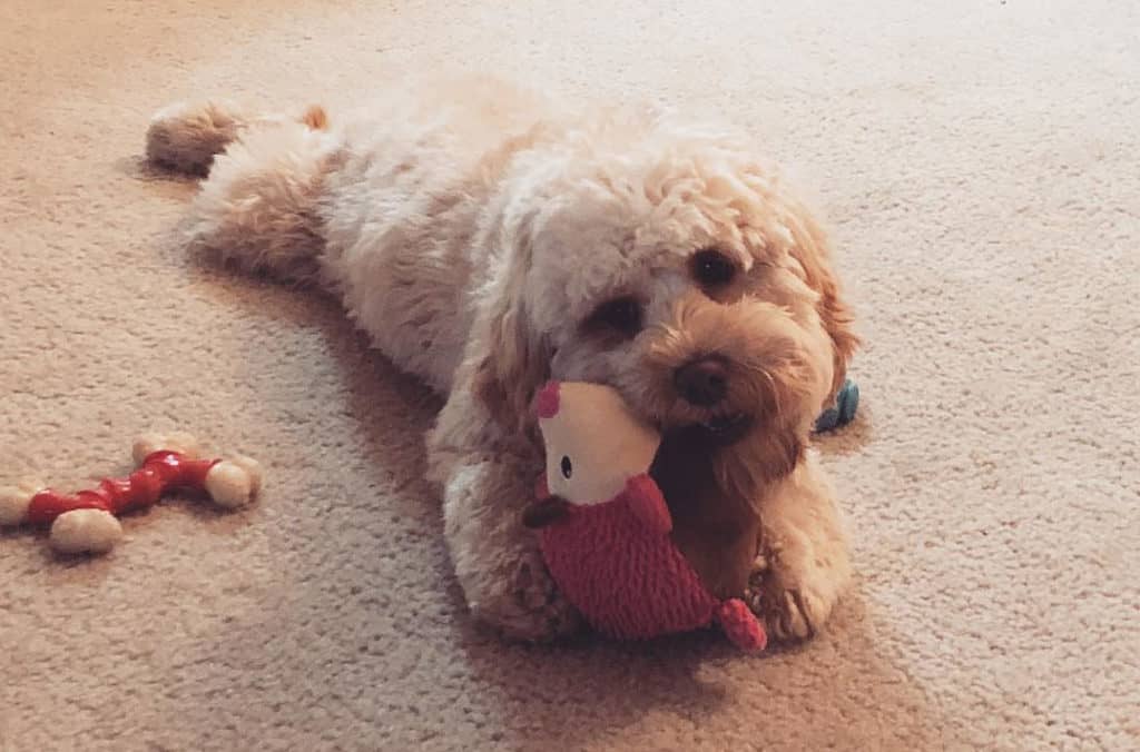 cockapoo dog playing