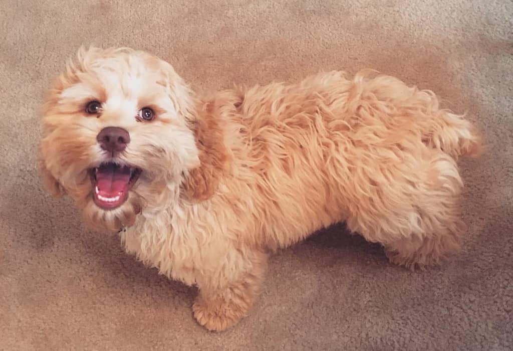 cockapoo dog smile