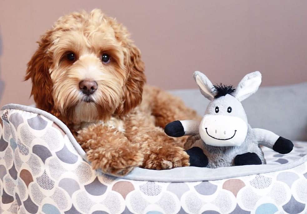 cockapoo dogs poodle cocka spaniel mix