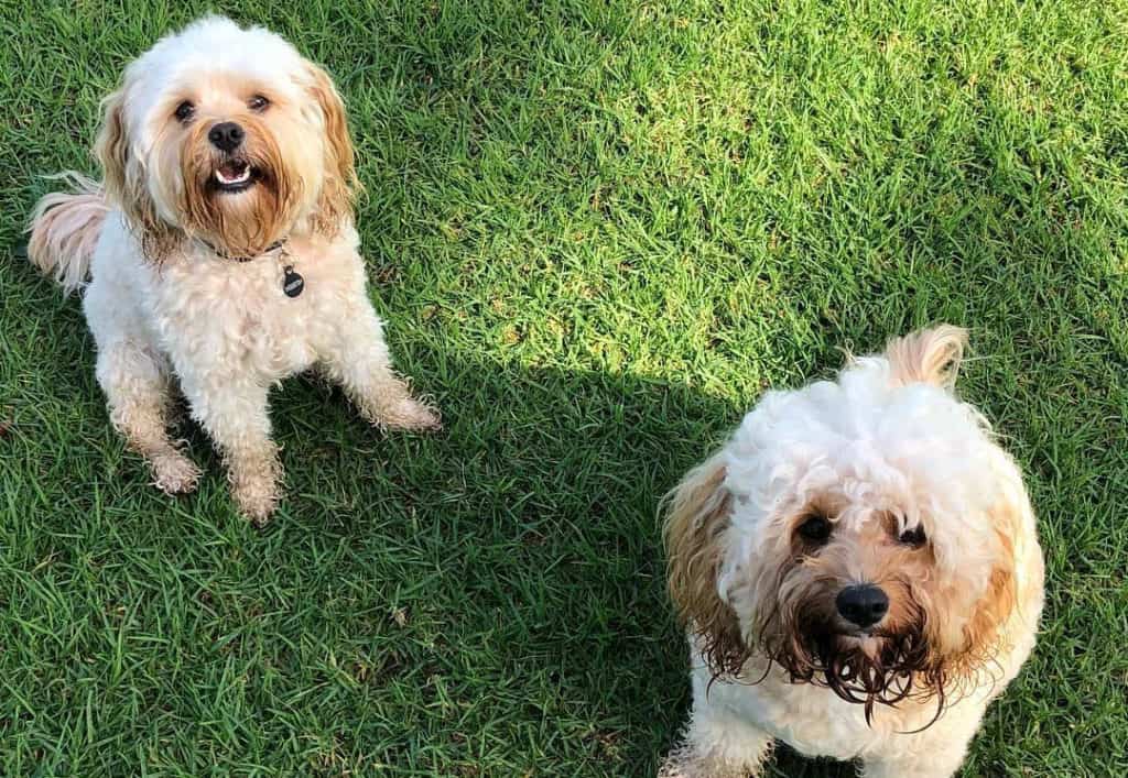 cream cavoodle puppies