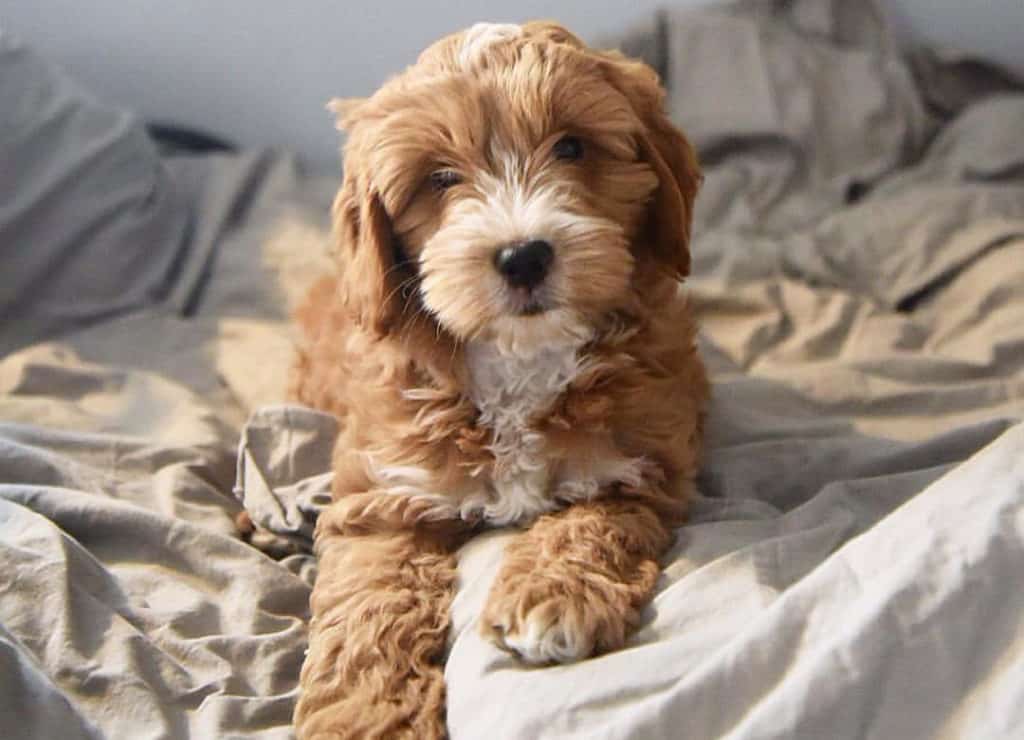cute brown cockapoo puppy