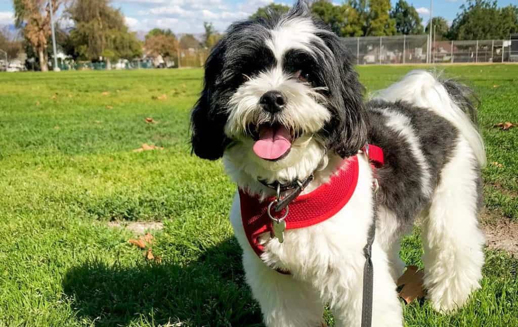 maltese poodle mix dog