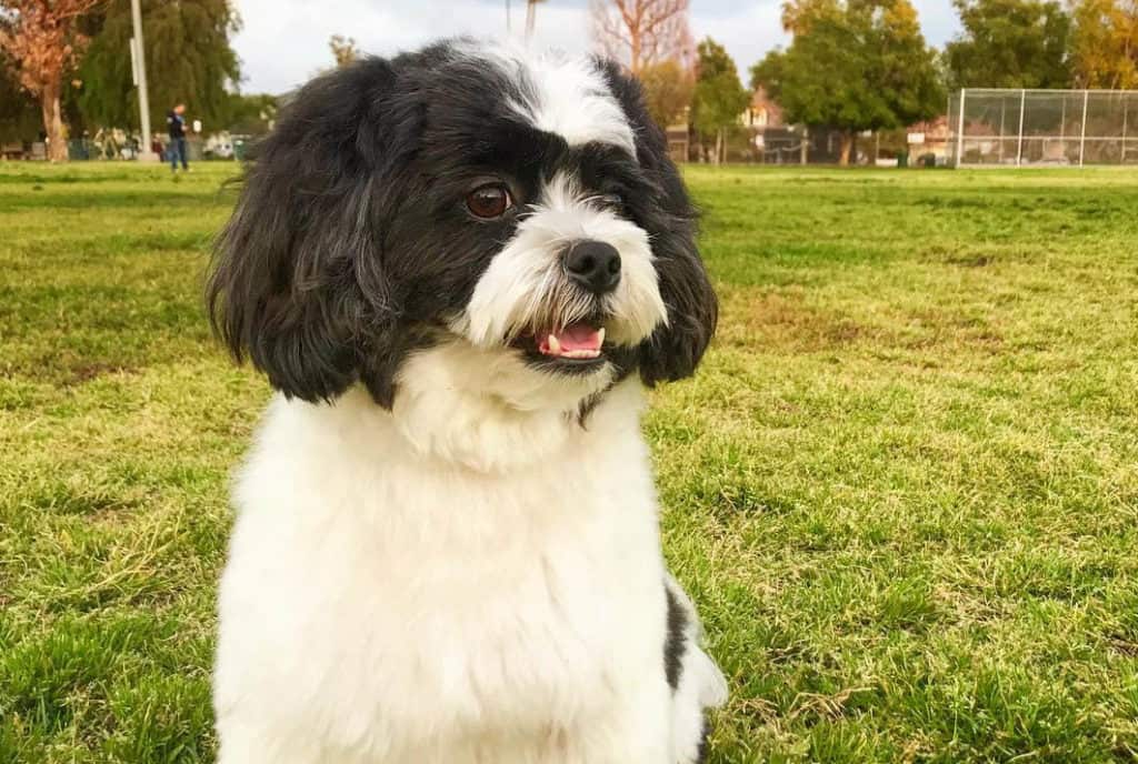 maltese poodle mix maltipoo