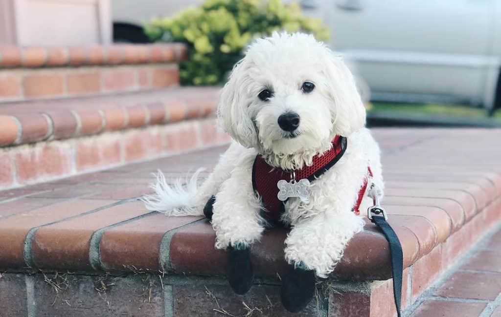 do poodle mixes shed