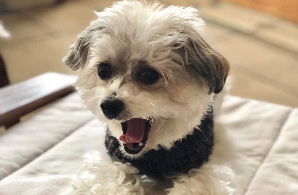 maltipoo dog smile