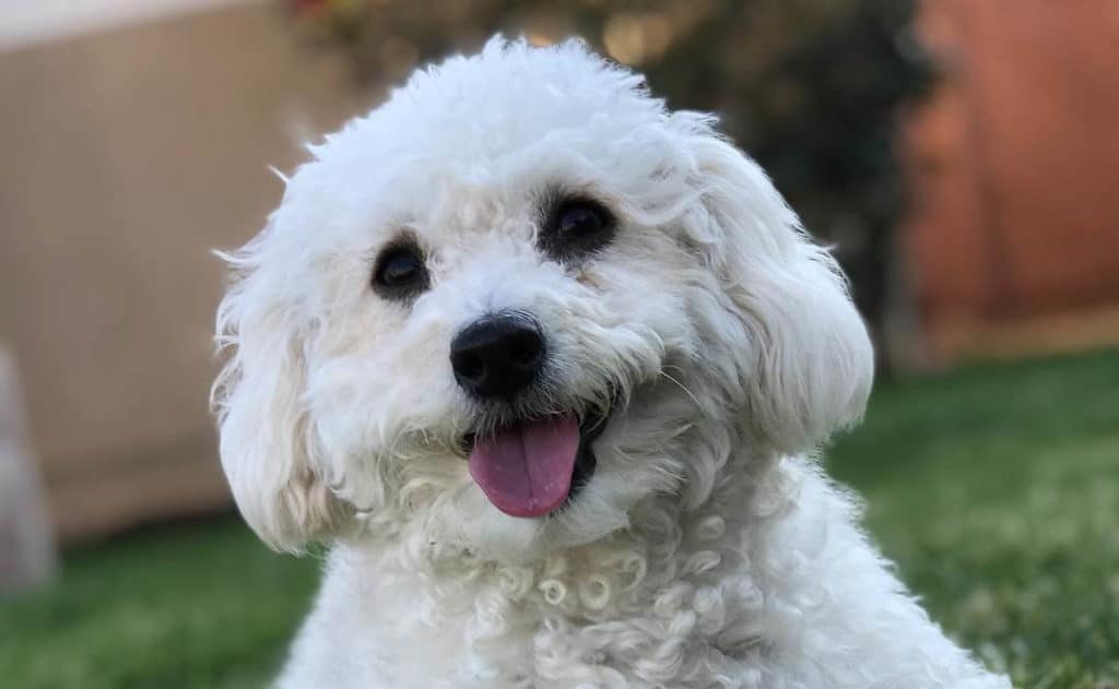 maltipoo poodle maltese mix