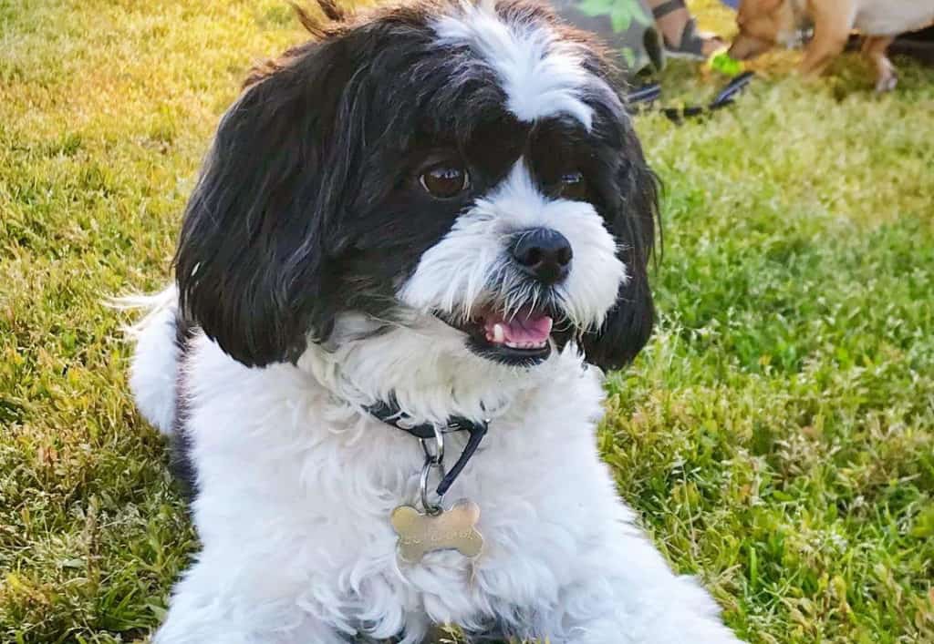 maltipoo puppy