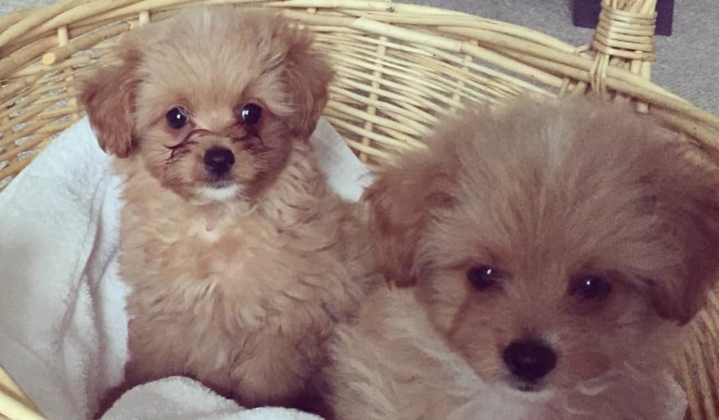 pomeranian poodle mix puppies