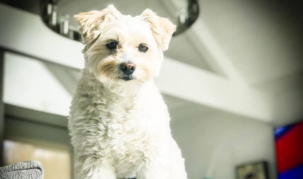 schnauzer poodle mix dog